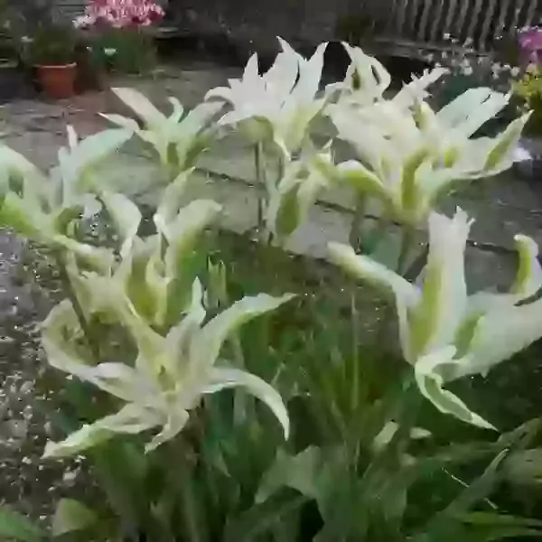 Greenstar (lily flowered)